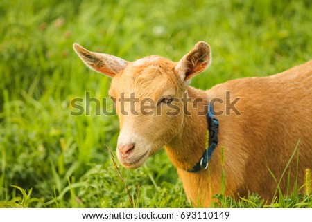 Photo of Nigerian Dwarf Goat