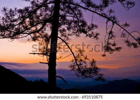 sunrise tree