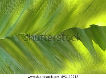 Background Pattern, Abstract Green Leaf Textured and Background with Copy Space for Text Decorated.