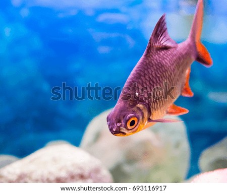 Single pet Exotic fish