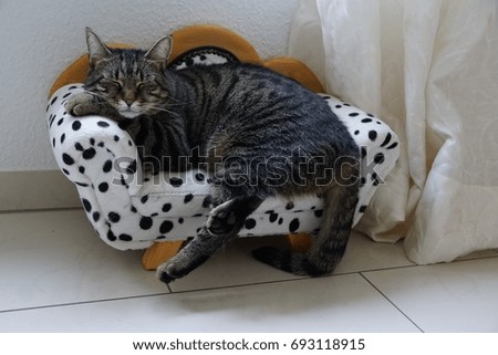 Tired cute tiger cat on Dalmatian couch