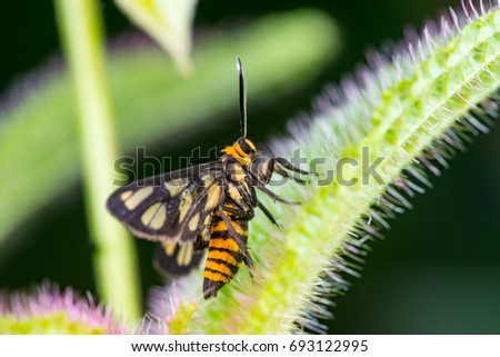 A female Tiger moth (Animalia: Arthropoda: Insecta: Lepidoptera: Arctiidae: Amata trigonophora) descend on a leaf inside a garden, isolated with green soft background