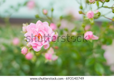 shrub rose. Focus is on one Pale pink roses, vintage color. Bush of beautiful pink roses closeup. Rose bush in the garden in summer on sunny day. Copy space for text