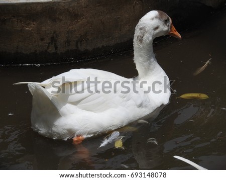 Goose in the pond