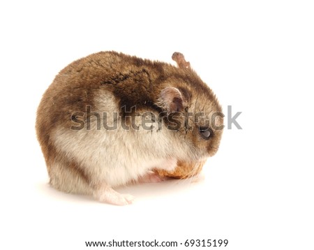 Hamster with a bread slice on a white background