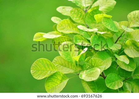Beautiful fresh background of a green tree leafs. Wallpaper desktop. 
