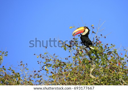 Toco Toucan (aka Common Toucan, Giant Toucan) Eating Berries in the Top of a Tree. Rio Claro, Pantal, Brazil