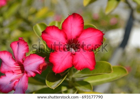 pink flower
