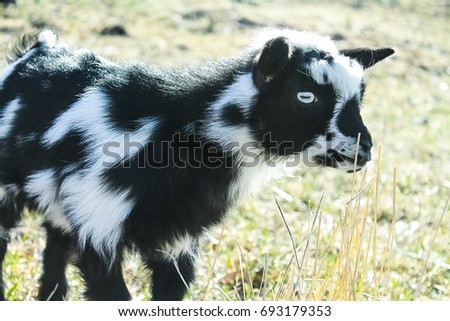 Nigerian Dwarf Baby Goat