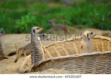two cute Meerkats looking curious for no reason