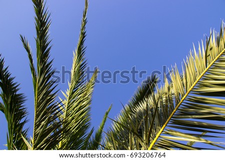 date palm leafs in front of a sunny blue sky, Mallorca