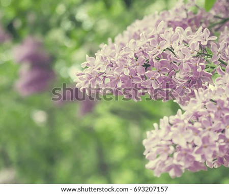 Blooming pink lilac flowers close up, spring nature background, macro photo.