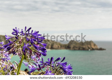 View of Cornwal seaside with flowers, UK