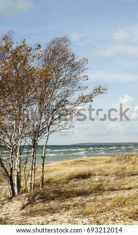 Peaceful beach scene with trees along lakeshore near fresh water.  Dune grass conservation area with clean fresh air and endless resources.
