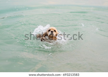 Light dog breed cocker spaniel swims in the water