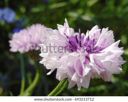 macro photo with a background of ornamental garden flower of cornflower with dark-blue shade of color as the source for design, advertising, print, decorating
