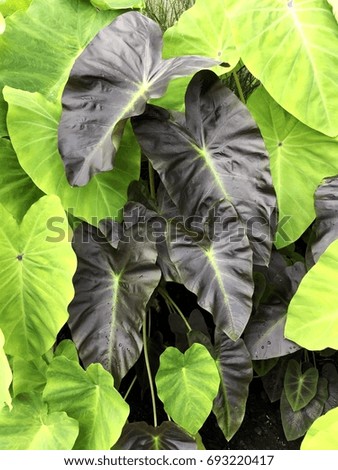 Various large elephant leaf plants in the garden.