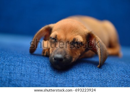 Little dachshund sleep on a blue background