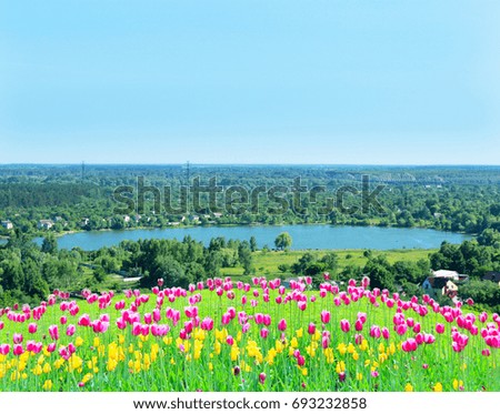 tulips on the flower-bed on the background of village with lake