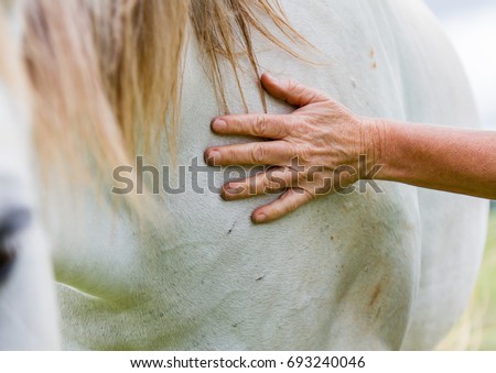 Older woman caressing a grey horse placing her hand on its neck in a close up cropped view on an Equine Assisted Psychotherapy Farm in NSW Australia Royalty-Free Stock Photo #693240046