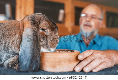 Rabbit breeder feed his pet. Pets and animals concept