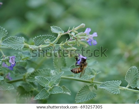 Bee sipping honey from underneath a small violet flower in the garden 
