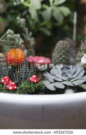cactus plant and diorama