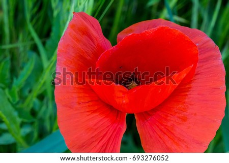 Macro of a tulip