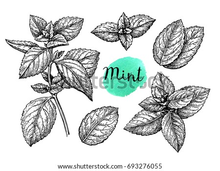 Retro style ink sketch of mint. Isolated on white background. Hand drawn vector illustration. Royalty-Free Stock Photo #693276055