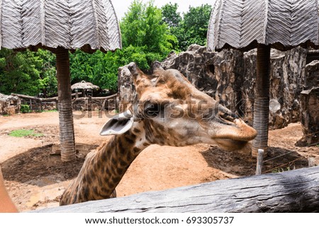 giraffe park : Natural Park