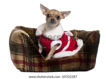 Chihuahua wearing Santa outfit, 25 months old, sitting in doggie bed in front of white background