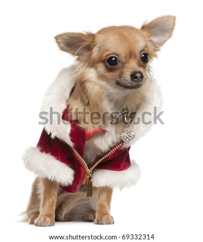 Chihuahua, 9 months old, in Santa coat, sitting in front of white background