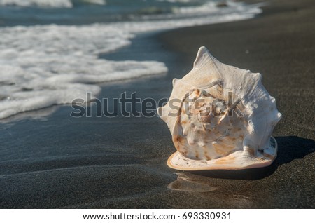 Big white shell on the beach.