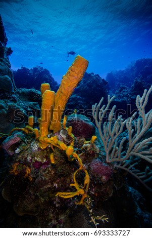 Colorful Underwater World in Cozumel, Mexico - Scuba Diving