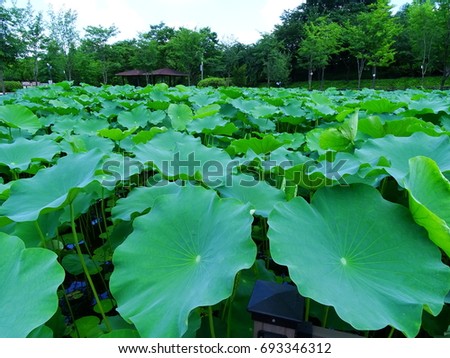 Lotus flowers and leaves on the lake