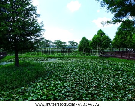 Lotus flowers and leaves in a garden