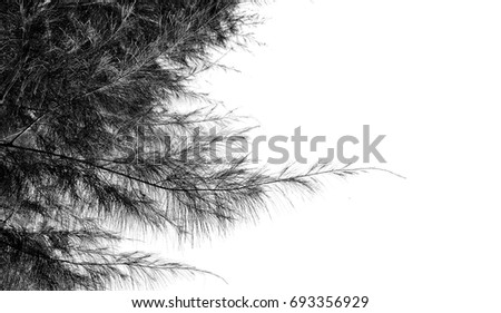 Pine  leaves isolated  on white background with copy space.black and white picture.Stripe lines.