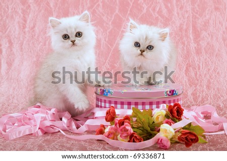 Mother Day Valentine Chinchilla kittens with flowers and ribbons