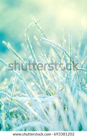 frozen grass in the frost  background . green grass with morning frost In gently blue tone.   Winter landscape