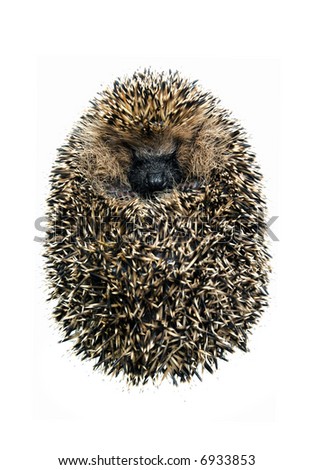 hedgehog  of a white background