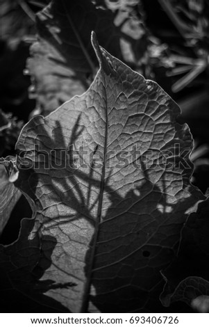  leaves in backlight, close-up. Black and white photo
