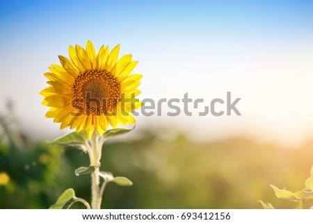 Flowering sunflower. Sunflower field natural background. Outdoor