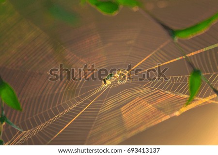 Spider silhouette on an orbital web, under warm bright sunset light