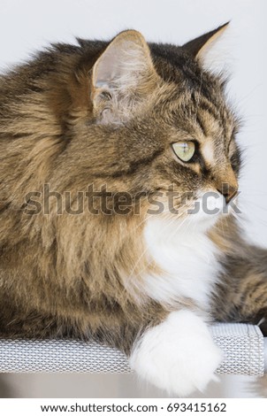 Pretty siberian purebred kitten profile, brown tabby white