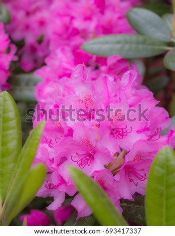 Rhododendron,soft focus, blurred