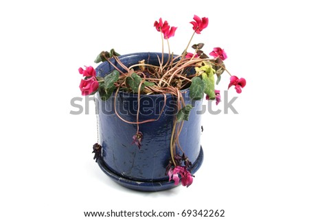 flowerpot with wilted flowers