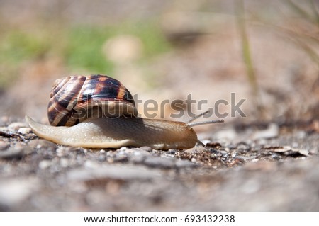 snail crawling. Helix pomatia, common names the Burgundy snail, Roman snail, edible snail or escargot