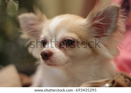 Chihuahua dog and softy background, little abstract blurred background    