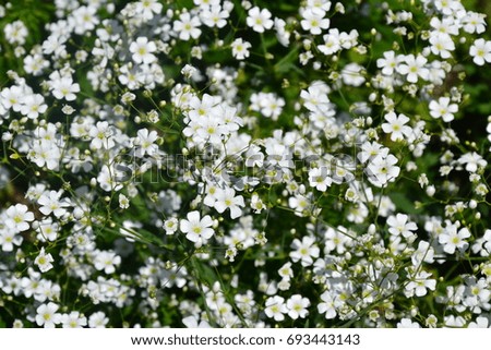 White small flowers in the garden