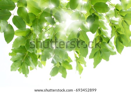 green leave with sun light Royalty-Free Stock Photo #693452899